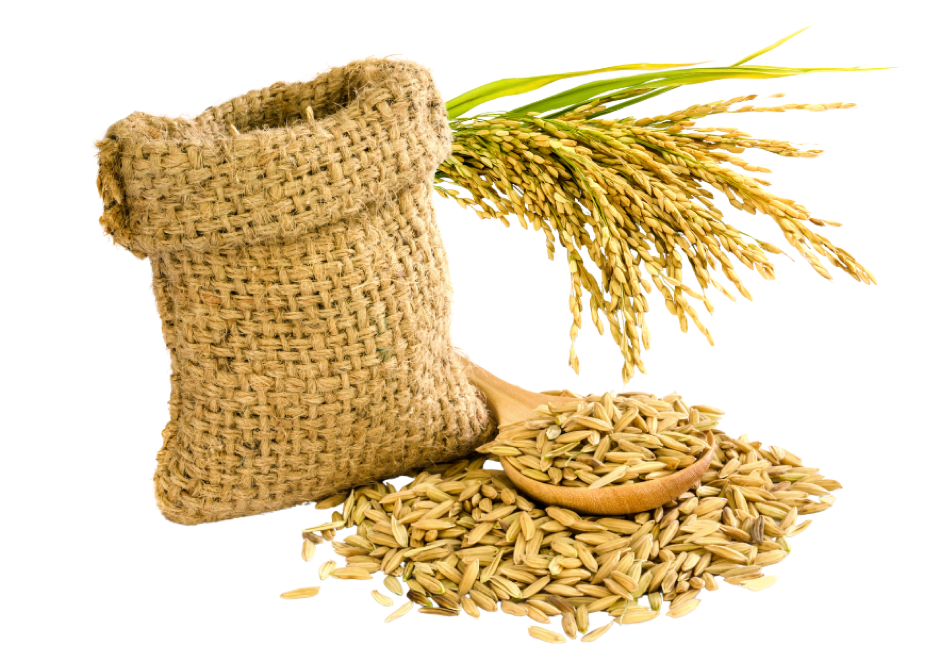 Cambodian rice fields and packaged rice