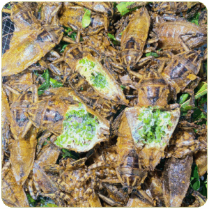 កន្ទារទូក