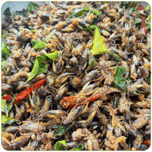 ចង្រឹតបំពង